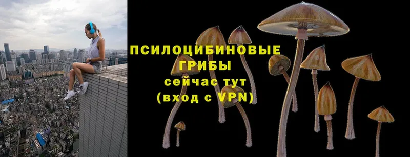 Галлюциногенные грибы Psilocybe  закладки  Новосиль 